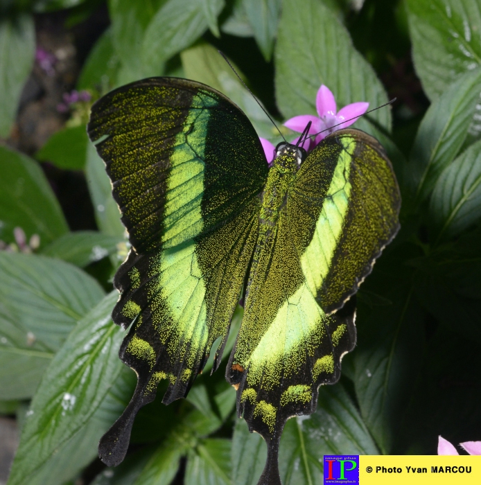 030-Ferme papillons-2014-08-25 © Yvan Marcou