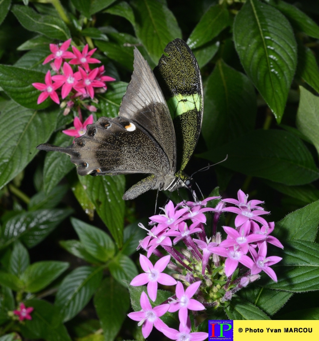 031-Ferme papillons-2014-08-25 © Yvan Marcou