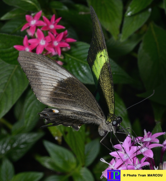 033-Ferme papillons-2014-08-25 © Yvan Marcou