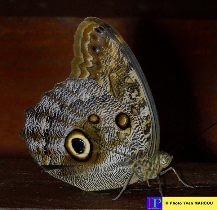 036-Ferme papillons-2014-08-25 © Yvan Marcou