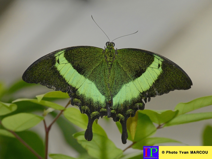 038-Ferme papillons-2014-08-25 © Yvan Marcou