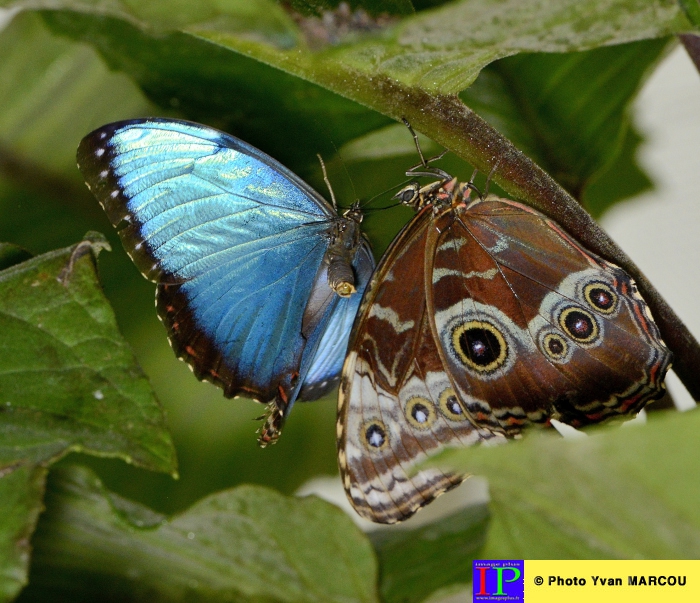 039-Ferme papillons-2014-08-25 © Yvan Marcou
