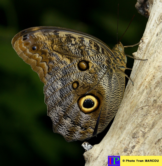 044-Ferme papillons-2014-08-25 © Yvan Marcou