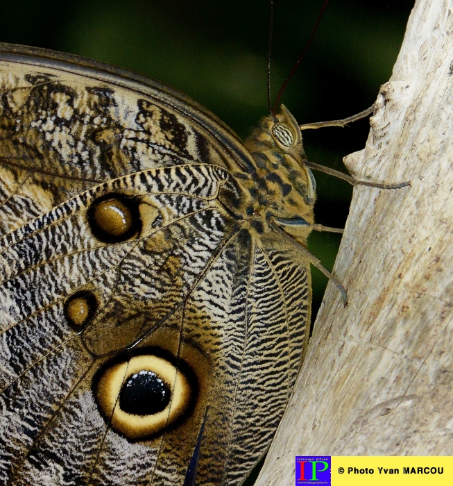 045-Ferme papillons-2014-08-25 © Yvan Marcou
