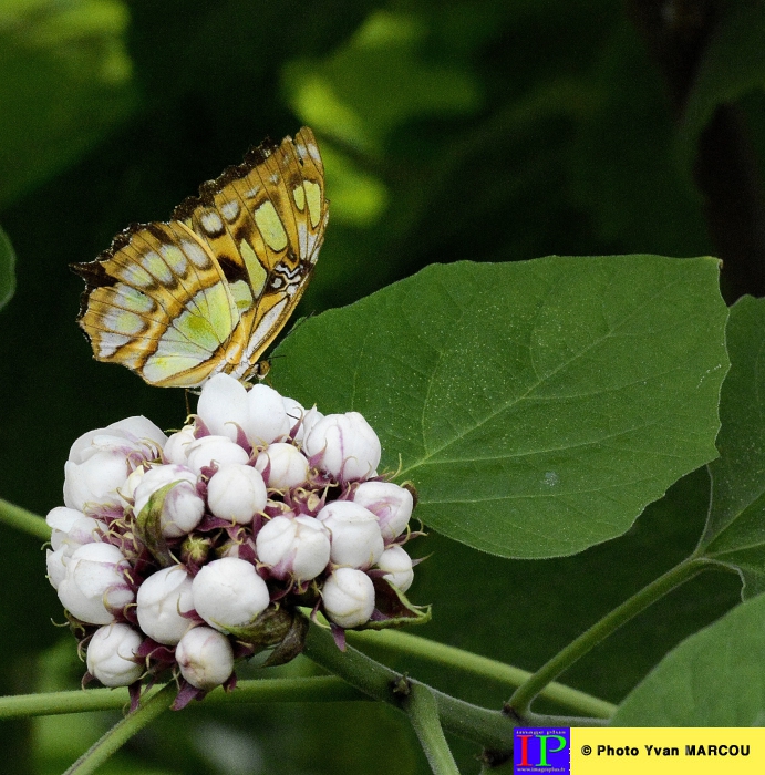 049-Ferme papillons-2014-08-25 © Yvan Marcou