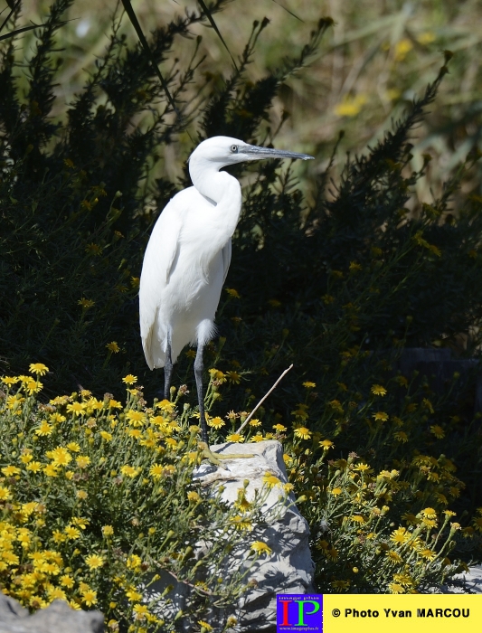 001-Aigrette-2015-09-07 © Yvan Marcou