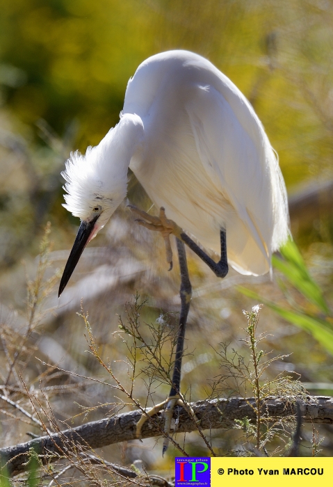 002-Aigrette-2015-09-07 © Yvan Marcou