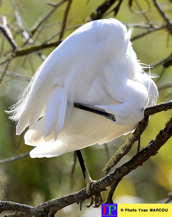 003-Aigrette-2015-09-07 © Yvan Marcou