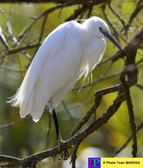 004-Aigrette-2015-09-07 © Yvan Marcou