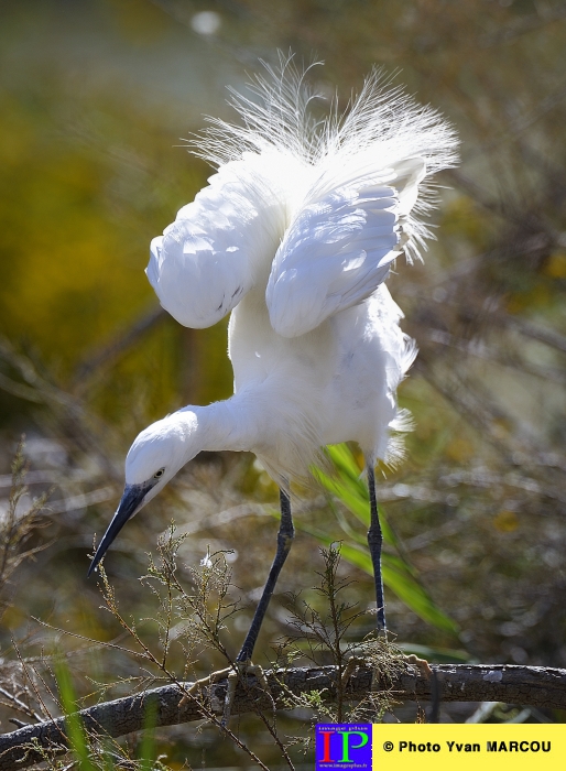 005-Aigrette-2015-09-07 © Yvan Marcou
