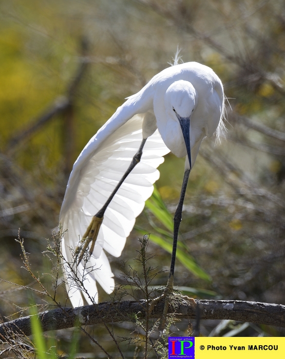 006-Aigrette-2015-09-07 © Yvan Marcou