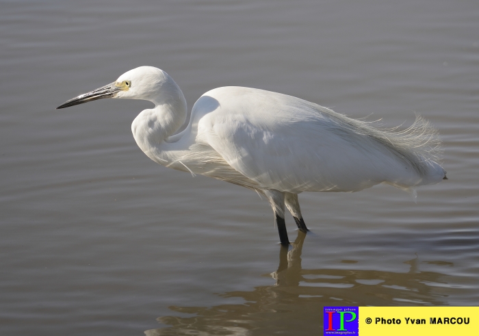 008-Aigrette-2015-09-07 © Yvan Marcou