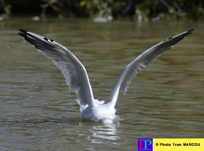 003-Mouette-2015-09-07 © Yvan Marcou