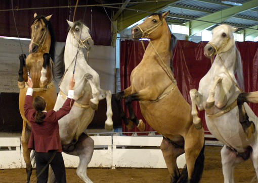 021-Instants Equestres-A.jpg