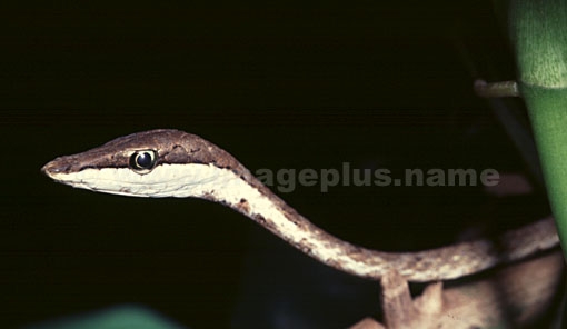 001-Serpent liane-A.jpg