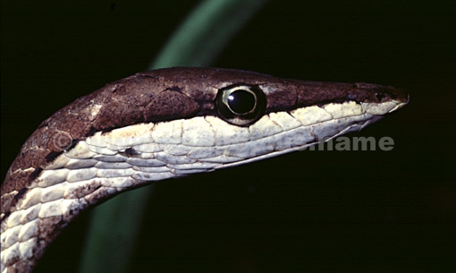 002-Serpent liane-A.jpg