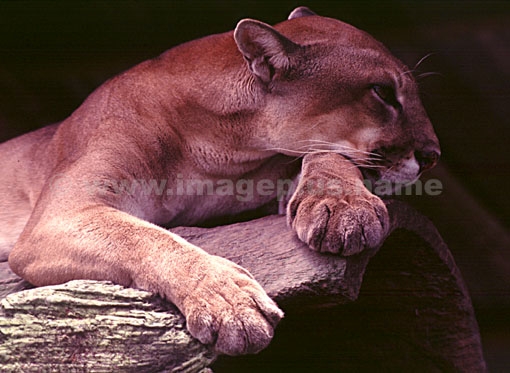 004-Puma-A.jpg