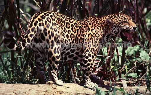 002-Jaguar-A.jpg